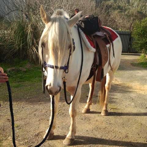 Photo: Tashwood Horse Rugs